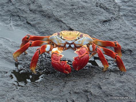 There are 269 fiddler crab for sale on etsy, and they cost $22.97 on average. Auction House Addict: Mists of Pandaria - Where to Farm ...