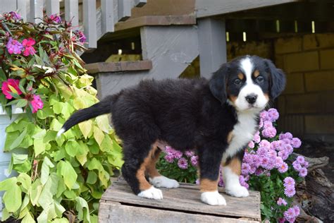 Akc Registered Bernese Mountain Puppy For Sale Millersburg Ohio Male G