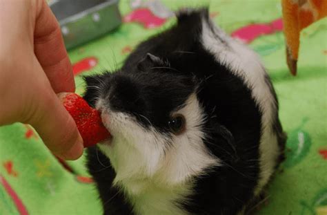 Can Guinea Pigs Eat Strawberries Plant Leaves Cabrito