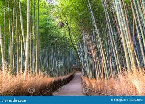 Path Through Bamboo Forest At Sagano Arashiyama Kyoto Stock Image