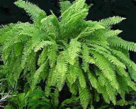 The center was once a family home, and is still lived in by the original family. Helechos, las claves de su cultivo | Plantas