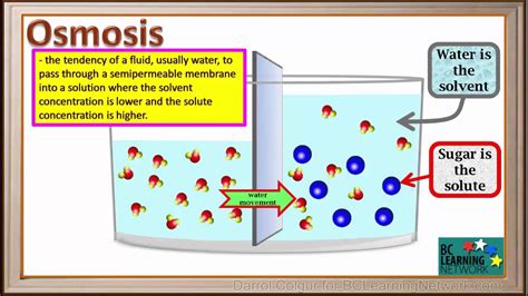 Osmosis.the movement of water molecules through a selectively permeable membrane from a region of high water concentration to low water . osmosis - DriverLayer Search Engine