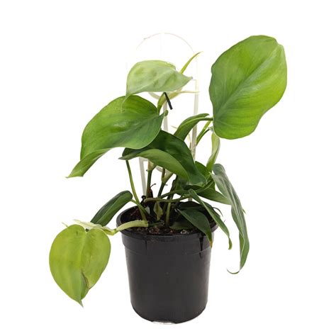 Green House 130mm Heart Leaf Philodendron Cordatum Bunnings Warehouse