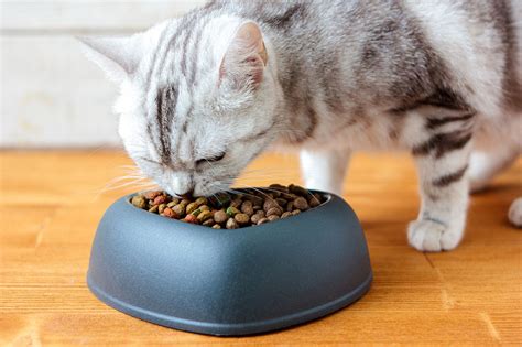 Healthy skin and hair are not only achieved with protein and fats, but also with other vitamins and minerals that. Diet Tips for Cats With Diabetes Mellitus | profiletrend.net
