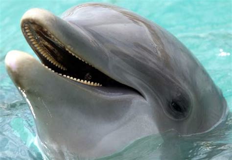 Bottlenose Dolphin Everyones Favorite Smiling Marine Mammal Animal