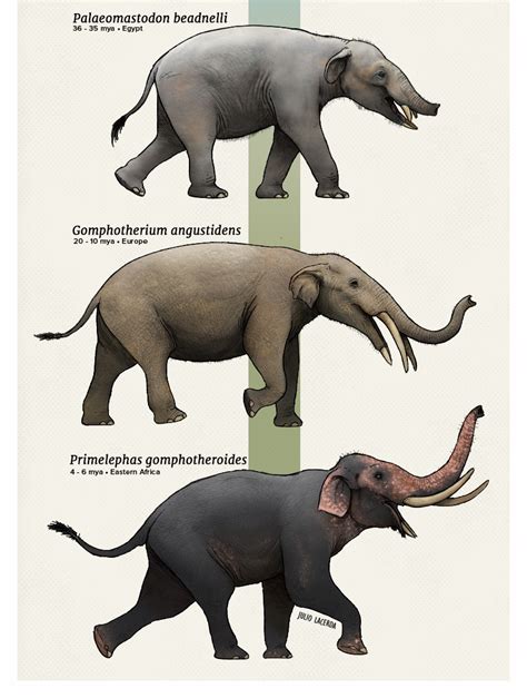 Evolution Series A Parade Of Elephants Prehistoric Animals Dinosaurs