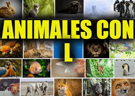 Animales Con L Lista Y Descripciones De Animales Que Comienzan Con La