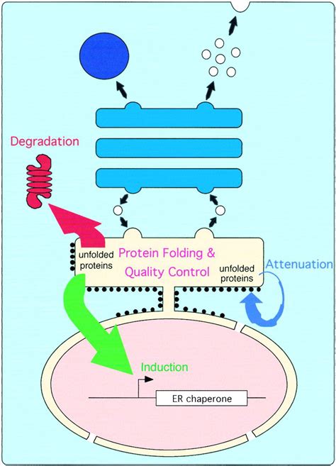 Tripartite Management Of Unfolded Proteins In The Endoplasmic Reticulum