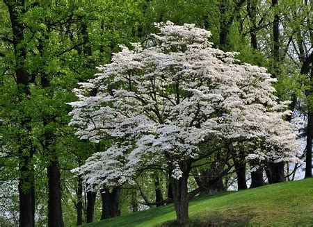 Check spelling or type a new query. Flowering Dogwood Tree