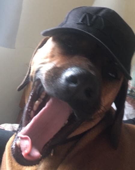 Doggo Excited To Wear Hat Dogswearinghats