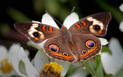 Animal Butterfly Hd Wallpaper