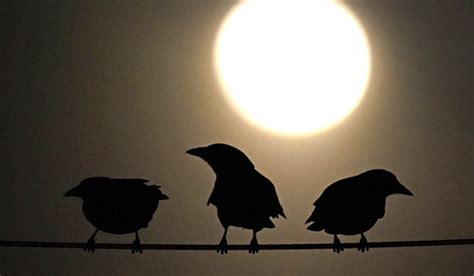 Several workers at poultry farm in southern russia infected. H5N8 bird virus found in carcasses of 50 crows in Madhya Pradesh - The Week