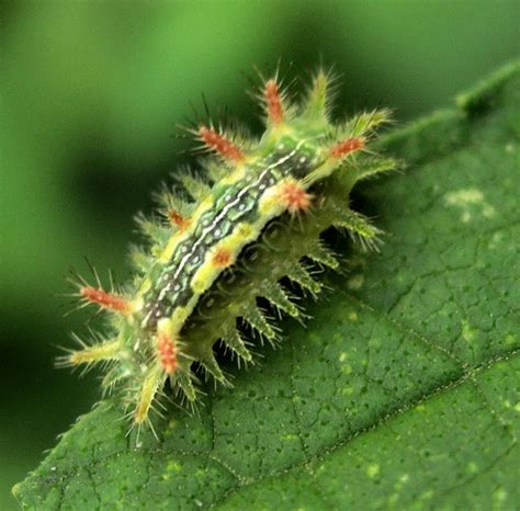 Spiny Oak Slug Moth Caterpillar Euclea Bugguidenet