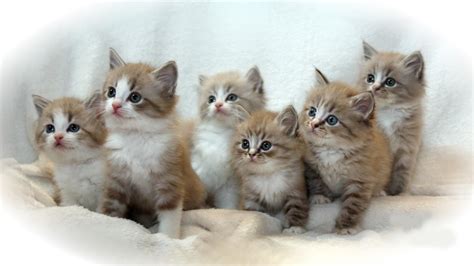 Ragamuffin Cat History Of This Exclusive Cat And Kittens