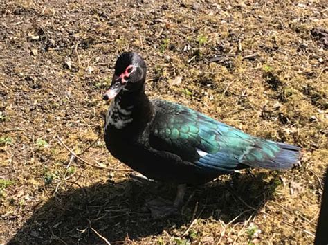 Female Muscovy Duck For Sale In Norfolk On Freeads Classifieds