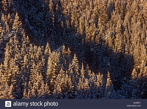 White Spruce Stock Photos And White Spruce Stock Images Alamy