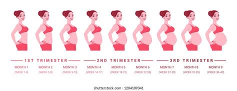 Pregnancy Belly Growth Chart