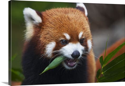 Great Big Canvas Red Panda A Small Arboreal Mammal Guangdong