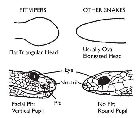 Identification Of Snakes In Alabama For Forest Workers Alabama