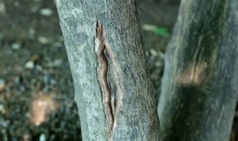What Causes A Tree Trunk To Split Vertically 2 Ways To Help