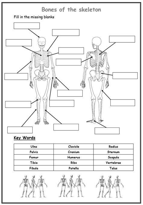 Blank Skeleton Worksheet