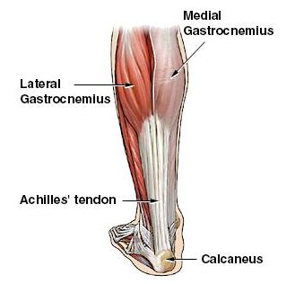 When a tendon is overstretched or torn, it's known as a strain. Ligaments and Tendons: Knowing the Difference May Help You ...