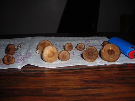 Id Request 2 Types Of Michigan Mushrooms Mushroom