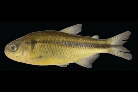 New Astyanax tetra named - Practical Fishkeeping
