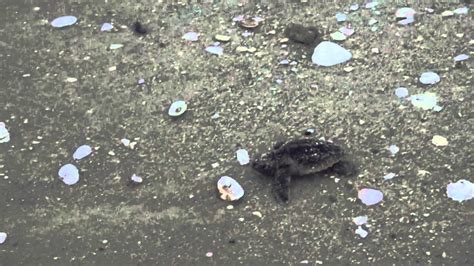 Loggerhead Sea Turtle Hatchlings Being Released Youtube