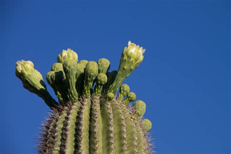 Free Images Cactus Leaf Flower Green Botany Flora Close Up