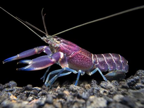 Imperial Purple Crayfish Cherax Alyciae Aquatic Arts On Sale Today