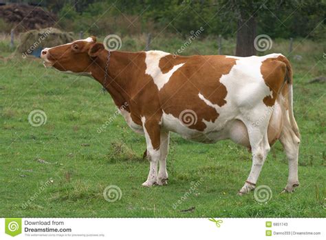 Jersey Cow Mooing Stock Image Image Of Animals Livestock 6851743