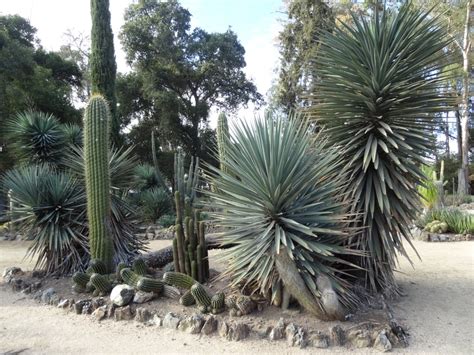 Address, arizona cactus garden reviews: The Arizona Cactus Garden at Stanford University, Stanford ...