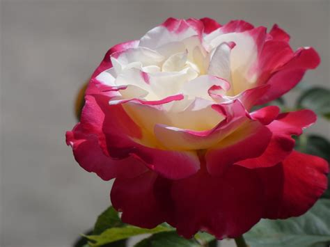 Red And White Rose Free Photo On Pixabay Pixabay