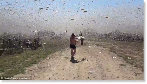 Huge Swarm Of Locusts Devastate Swathes Of Farmland In Southern Russia