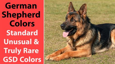 German Shepherd Colors: Standard, Unusual & Truly Rare GSD Colors - YouTube