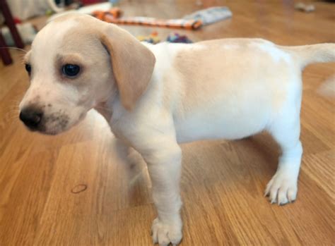 Dogs are our life companions, we take care of them and take care of them as an integral part of our family. 10 Week old male Lemon Beagle puppy for sale | Warrington ...