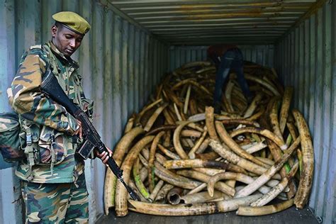 This New Map Of Major Ivory Seizures Could Help Save Elephants Save