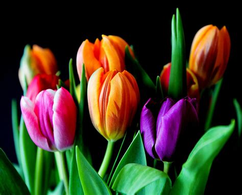 Foto Stok Gratis Tentang Buket Bunga Tulip Bunga Bunga