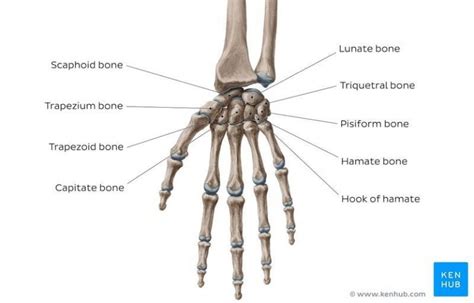 √ Fungsi Tulang Telapak Tangan Struktur Dan Fungsi Lengkap