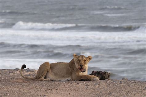 In Namibia Lions Are Returning To Feed On The Skeleton Coast