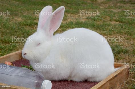 White Flemish Giant Rabbit