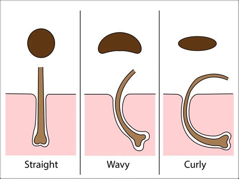 The flatter the oval shape, the curlier the hair. Understanding Genetics
