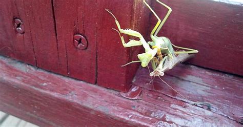 Praying Mantises Are Mating Just Before Male Is Beheaded Imgur