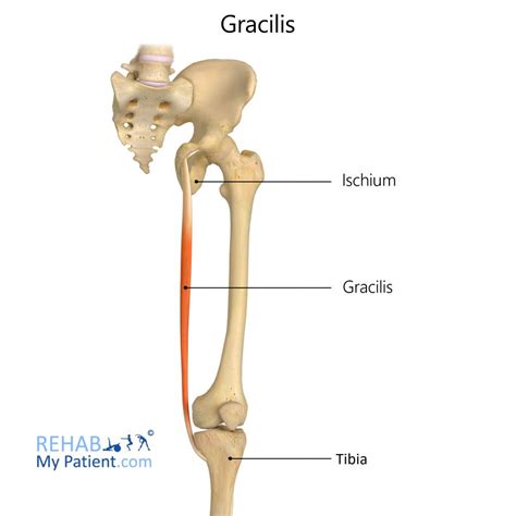 Gracilis Anatomy