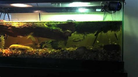 We did not find results for: Aquarium setup for two hatchling turtles: Midland painted ...