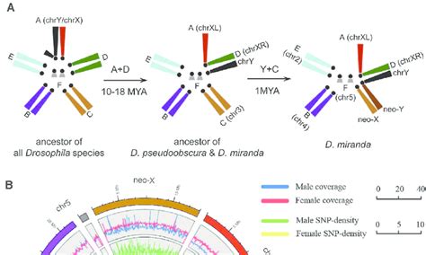 A The Reconstructed Evolutionary History Of D Miranda Sex