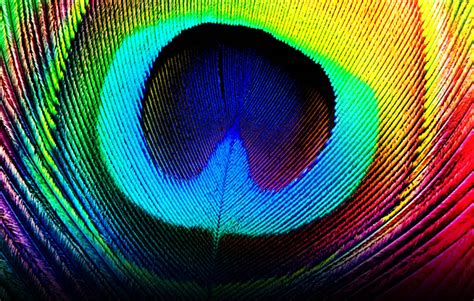 Free Download Wallpapers Of Peacock Feathers HD X For Your Desktop Mobile