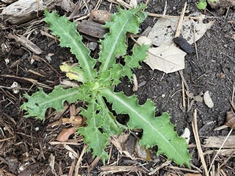 Top 10 Texas Weeds To Know Native Backyards