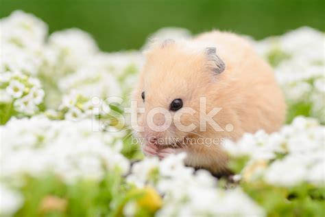 Golden Hamster In Flower Garden Stock Photo Royalty Free Freeimages